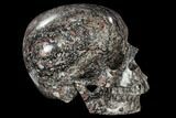 Polished Skull Crinoidal Limestone #116409-4